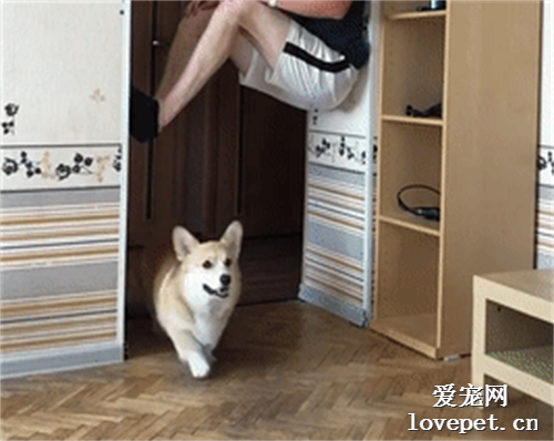 如何欺負一只柯基...汪身攻擊過分了啊！