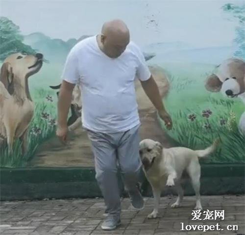 可可愛愛！拉布拉多與主人共舞，步調一致、有模有樣~