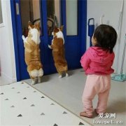 看到柯基們在看外面，妹妹趕緊過去湊熱鬧，被這畫面萌翻了！