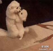 小奶狗沖著大貓撒嬌要親親，大貓溫柔摸頭殺寵溺到不行，超級有愛