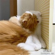 月全食過程哈哈哈哈哈！！！