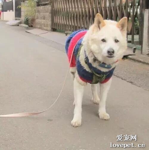 遛狗時光顧玩手機，不小心把狗繩掉了，再回去時狗狗卻這樣盯著我