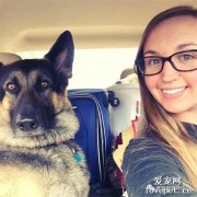 德牧感情“冷漠”不親人，主人癌癥住院后，才知道它愛得有多深...