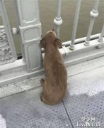 心酸！主人跳橋輕生，狗狗守望橋面幾天不走