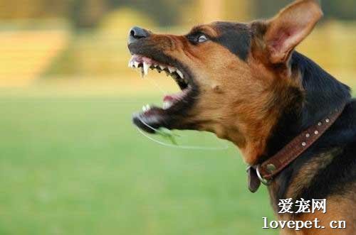 训犬师：6个技巧，让你的狗狗停止吠叫