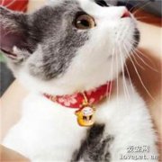 貓驅蟲項圈會毒死貓嗎？