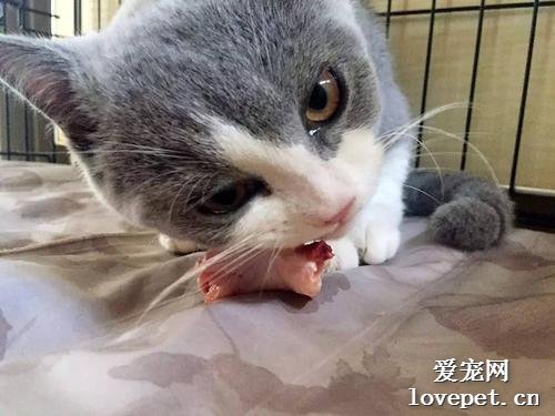 为什么兽医不让猫吃生骨肉