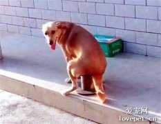為什么狗狗上廁所前會先轉圈?