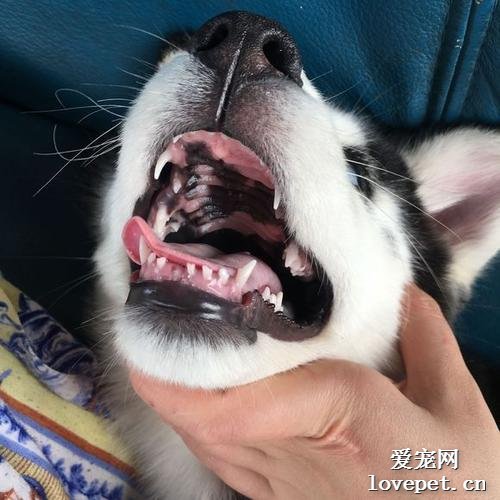 换牙期的狗狗应该怎么磨牙?