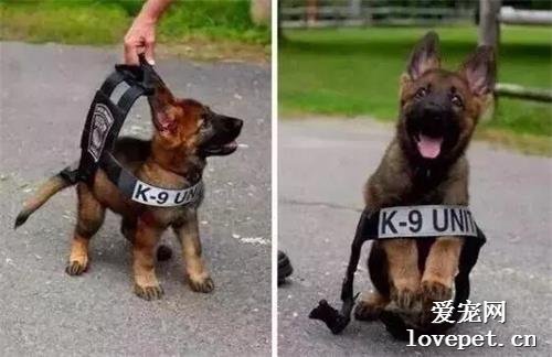 網友說他被一只警犬“盯”上了，當時心情特緊張！可沒想到...