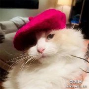 當給貓咪帶上帽子后，就變得超帥氣！愛了愛了！