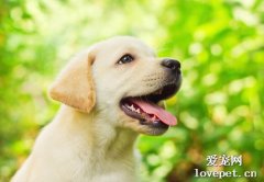 狗狗喂養的十大誤區， 日常生活中千萬別這樣做