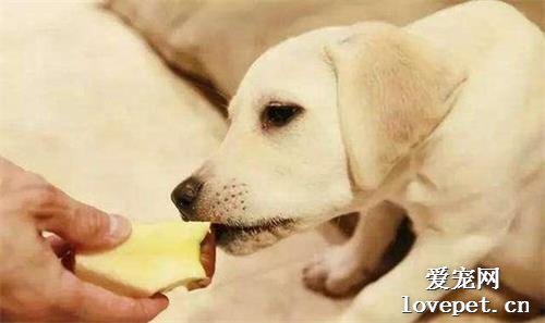 狗吃苹果有什么好处?