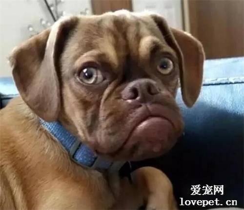 一只天生就是一臉不爽的狗狗，表情超搞笑~