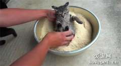 小猫咪裹满面包糠，难道是要油炸？其实好心人在救它