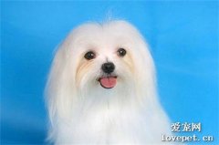 養狗主人要打疫苗嗎?
