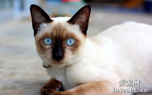 暹罗猫优点和缺点都有哪些？