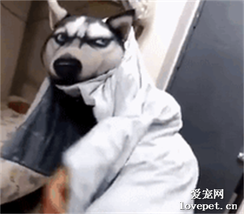 男子在宿舍cosplay哈士奇，二哈的臉徹底被丟盡，辣眼睛