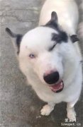 丑哈配美哈，結果生下來的孩子變成了……