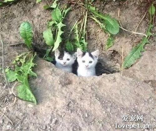 流浪小貓被投喂，第二天再度出現時竟然帶來了…