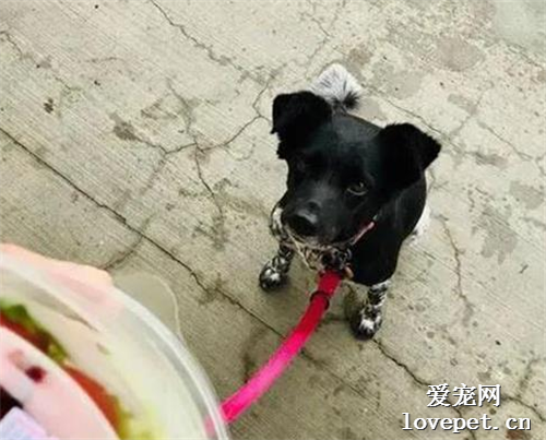 從小就很貪吃的狗狗，誰知8年后的對比照看出……