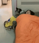 這是只假哈吧！竟然會給鏟屎官蓋被子……