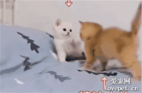 小奶貓打架也太可愛了！兜里的麻袋要藏不住了！