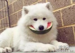 狗狗能吃西瓜嗎？