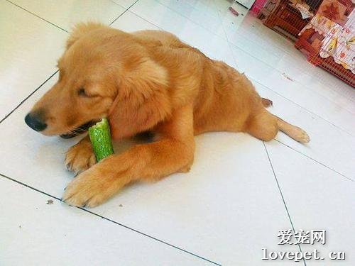 狗狗能吃黄瓜吗?