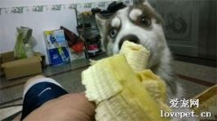 狗狗可以吃香蕉嗎？