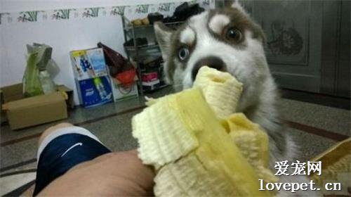 狗狗可以吃香蕉吗？