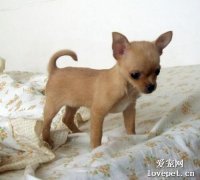 1個月的幼犬能吃蛋黃嗎？