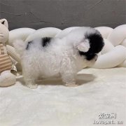 領養了一只黑臉小狗，網友被萌暈：哪里領的，我也去！