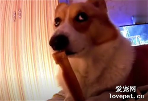 一只怕會吃胖的柯基犬！這表情太到位了哈哈哈哈~