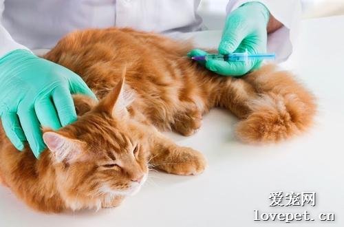猫打完疫苗发烧正常吗?