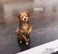 流浪狗傻傻蹲在暴雨中，看著車來車往，它的動作讓人哭了