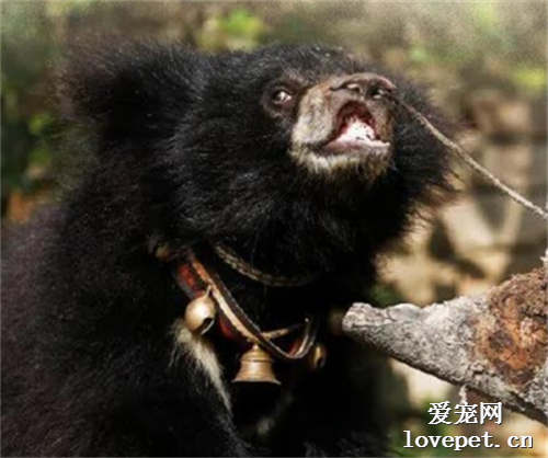 馴獸員遭黑熊瘋狂撕咬，而我只關心它從小被鋸掉的牙！