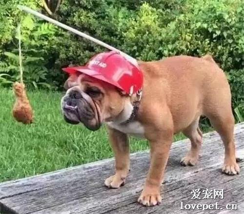 世界奇奇怪怪，狗子可可愛愛！