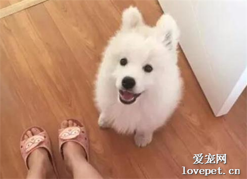 你以為薩摩耶就不會拆家？圖樣圖森破！