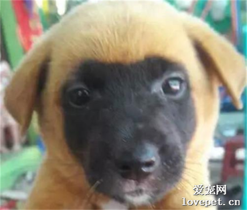 網友家的田園犬長成這個樣子，回頭率太高了哈哈哈！