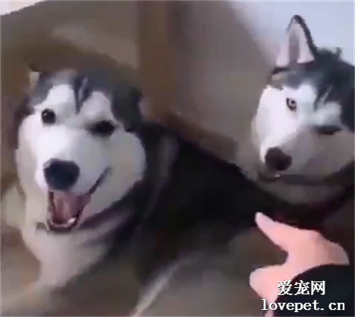 二哈瘋沒瘋我不知道，但這主人肯定是瘋了！