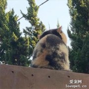 看到一只背影很圓的貓，繞到前面一看，果然很圓！