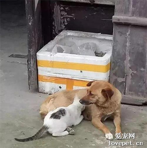 貓咪最近不怎么吃飯，主人好奇跟去一看：原來開小灶了啊