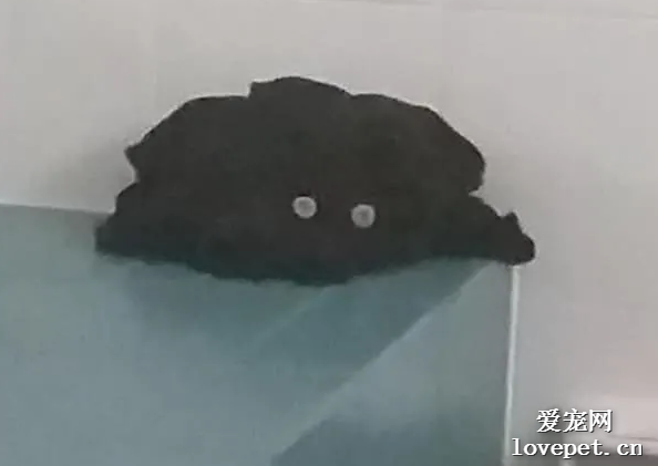 打開浴室門看貓趴在里面，走近一看不是貓，笑傻了！