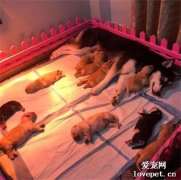 哈士奇生了一窩寶寶，結果帶了一周后，狗子崩潰了，笑噴！