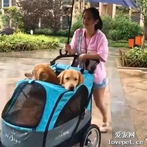 下雨天也不忘帶金毛出門遛狗，可看到主人的遛狗方式后笑噴了！