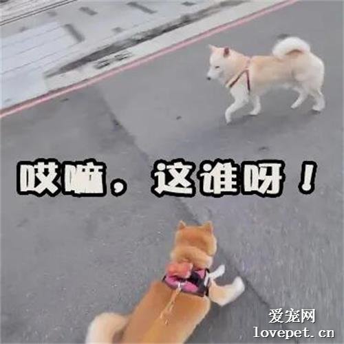 狗子在街上偶遇好友，激動地沖過去后反被無視，笑尿了！