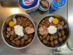 主人給兩只狗子做了同樣的飯，但它們卻互相饞對方的，笑噴！