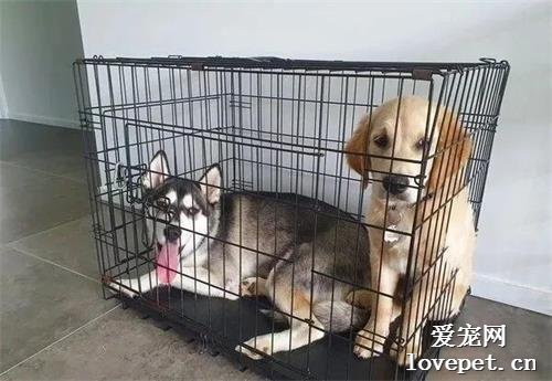 二哈和金毛打架同時被關禁閉，但倆汪的表情鮮明對比！