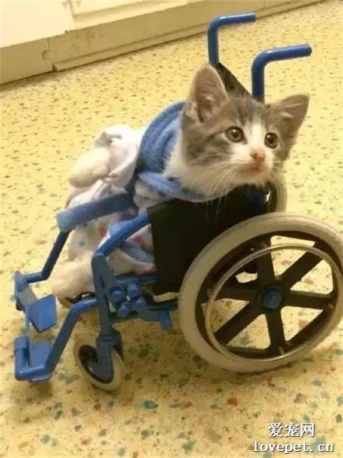 盤點那些受傷了心疼又想笑的貓貓~